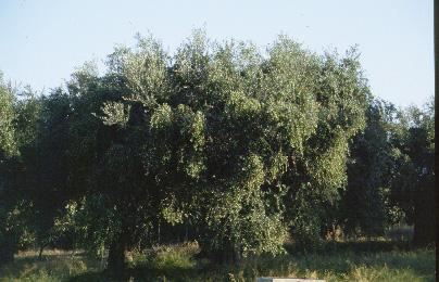 Αιωνόβια δέντρα ποικιλίας