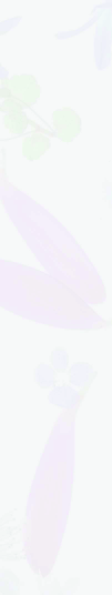 ΠΑΡΟΥΣΙΑΣΗ ΠΡΟΪΟΝΤΩΝ Φ ΡΕΣΚΑΔΑΣ ΧΩΡΟΥ Α010 Αρωματικά σκούπας Sunny Breeze 7,80 A009 Αρωματικά σκούπας Splendid Violet 7,80 ST1 Αρωματικά sticks χώρου Πράσινο Τσάι 16,90 ST2 Αρωματικά sticks χώρου