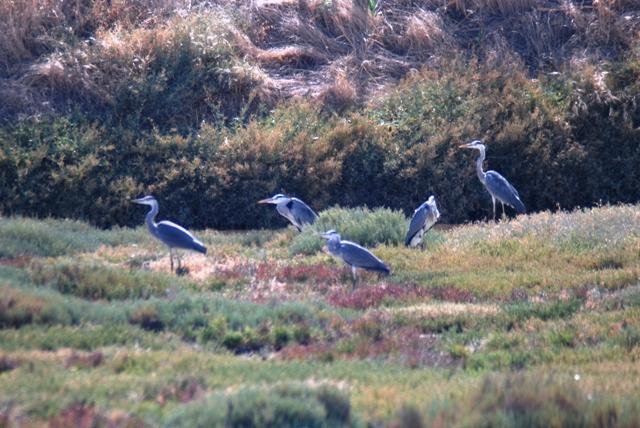 Εικόνα 9.5. Ε.Π. Α.ΜΑ.Θ. Σταχτοτσικνιάδες (Ardea cinerea) στην λ/θ Πτελέα (Θρακικές Λιμνοθάλασσε)ς. 9. ΕΜΠΡΟΣ Ξάνθης (Μαριάννα Ξανθοπούλου): Συνέντευξη σχετικά με το πρόγραμμα για τους Πελαργούς και την εξέλιξη της υπόθεσης για τους Γύπες (20/3/2012) (Δρ.