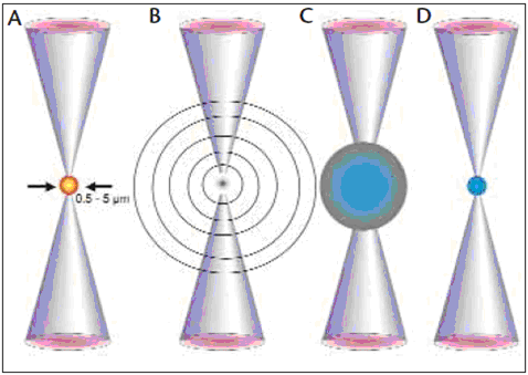 ΑΛΛΗΛΕΠΙΔΡΑΣΗ FEMTOSECOND ΛΕΙΖΕΡ - ΙΣΤΟΥ ΑΠΕΙΚΟΝΙΣΗ ΤΗΣ ΕΞΕΛΙΞΗΣ ΤΟΥ ΦΑΙΝΟΜΕΝΟΥ ΤΗΣ ΦΩΤΟΔΙΑΣΠΑΣΗΣ (Α) Λόγω της πολυφωτονικής απορρόφησης στο σημείο εστίασης της δέσμης λέιζερ στο εσωτερικό του ιστού