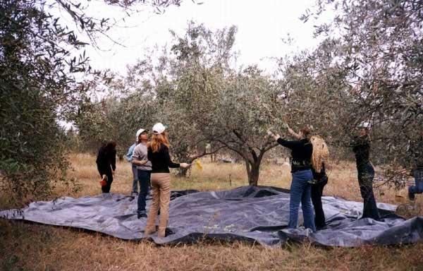 «από τον αγρό στο πιάτο» η ευθύνη για την παραγωγή ποιοτικών τροφίμων