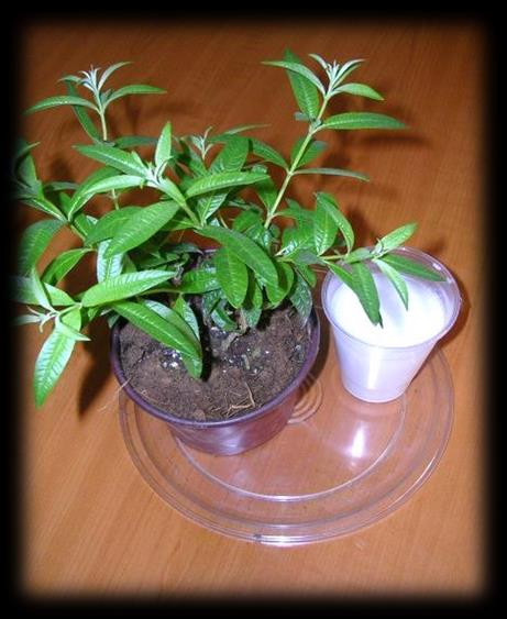 Π3 Μη μου το στερείτε : Πείραμα για το CO 2 Ο ΡΟΛΟΣ ΤΟΥ ΔΙΟΞΕΙΔΙΟΥ ΤΟΥ ΑΝΘΡΑΚΑ ΣΤΗ ΦΩΤΟΣΥΝΘΕΣΗ Υλικά μέσα: 2 γλάστρες με παρόμοιας ανάπτυξης φυτά λουΐζας, 1 νάυλον διάφανη σακούλα, 2 ίδιες σύριγγες,
