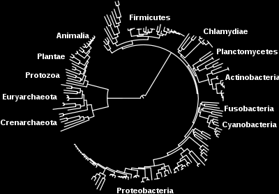 Phylogenetic tree of the