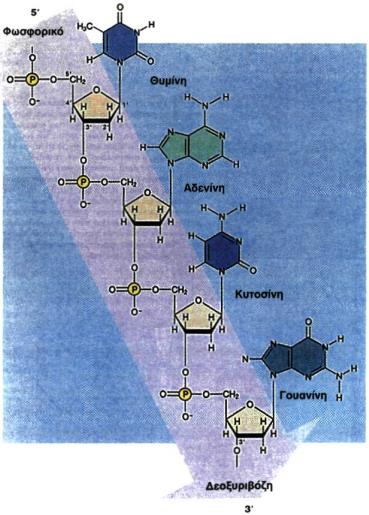 Από τι αποτελείται το DNA Το DNA είναι ένα μακρομόριο το οποίο αποτελείται από νουκλεοτίδια.