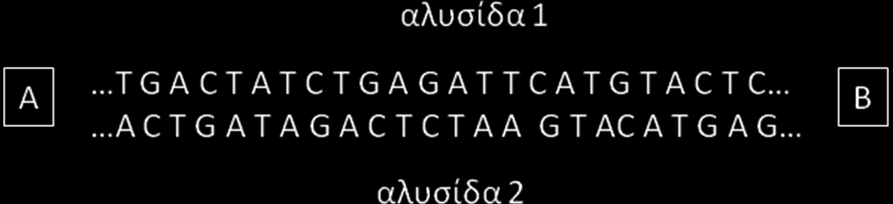 ΘΕΜΑ Γ Δίνονται τα ακόλουθα γενεαλογικά δένδρα που απεικονίζουν τον τρόπο κληρονόμησης δύο χαρακτηριστικών Α και Β σε μια οικογένεια. Για τα χαρακτηριστικά αυτά ισχύει ο δεύτερος νόμος του Mendel Γ.1.