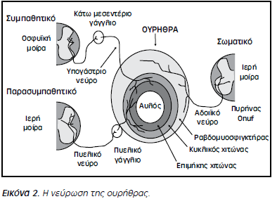 το αιδοϊικό νεύρο-ουρηθρικός ραβδομυοσφιγκτήρας Η (σωματική) κινητική νεύρωση του έξω σφικτήρα της ουρήθρας, προέρχεται από το πρόσθιο κέρας της ιερής μοίρας Ν.Μ.