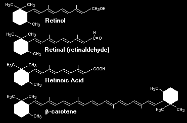 Βιταμίνη Α και Ισοτρετινοϊνικό οξύ βιταμίνη Α ρετινόλη Τρετινοϊνη Ρετινοϊκό οξύ Ισοτρετινοϊνη accutane Ρόλο ανάπτυξη-πολλαπλασιασμό διαφοροποίηση προγραμματισμένο