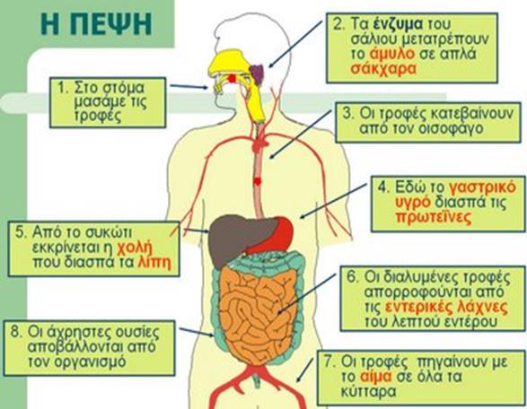 27 τουσ ςτον οργανιςμό μασ, να γίνει ευχάριςτα. Κι αυτό γίνεται, για να μθν παραλθφκεί κανζνα από τα ςτοιχεία που χρειαηόμαςτε. Άμα τα τρϊμε ευχάριςτα, τότε τα τρϊμε όλα!