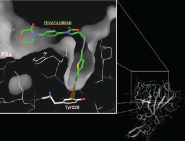 Selective binding of rivaroxaban on the active site of FXa Focus on the active site showing the key