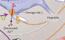 Παθοφυσιολογία της αναιμίας Η IFN-γ, LPS μειώνουν την Ferroportin-1και αναστέλλουν την έξοδο του σιδήρου από τα