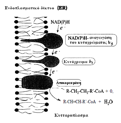 απνηεινχληαη απφ ηξεηο δηαθνξεηηθέο πξσηεΐλεο, ηε NAD(P)H αλαγσγάζε ηνπ θπηνρξψκαηνο b5, ην θπηφρξσκα b5 θαη ηελ ηειηθή, επαίζζεηε ζην θπάλην, απνθνξεζκάζε(εικόνα1.2.