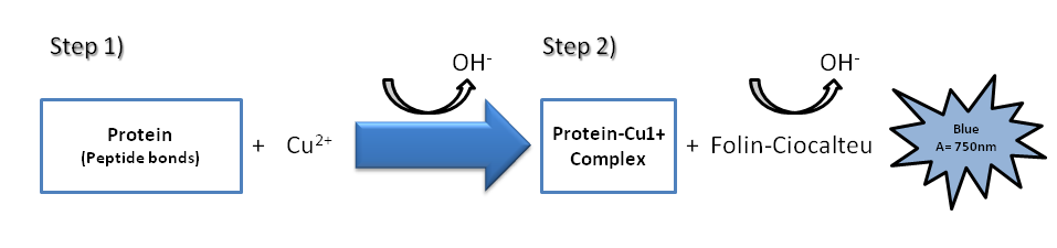 3) Μέθοδοι δέσμευσης χρωστικών Οι πρωτεΐνες αντιδρούν με ορισμένες συνθετικές χρωστικές (Amidoblack 10B, OrangeG, AcidOrange 12) προς αδιάλυτα σύμπλοκα (οι σουλφονικές ομάδες των χρωστικών αντιδρούν