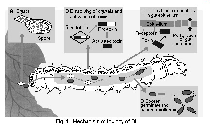 Μηχανισμός δράσης Bt Προνύμφες που διατρέφονται σε φύλλα φυτών που έχουν δεχτεί ψεκασμό Bt καταπίνουν τους κρυστάλλους Στο εντερικό σωλήνα με την δράση πρωτεασών ενεργοποιείται η τοξίνη που