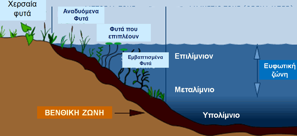 Γ.Λίμνες Ως λίμνες ορίζονται υδατοσυλλογές, που καταλαμβάνουν μιά ενδοηπειρωτική λεκάνη. Οι λίμνες είναι γεωμορφολογικές οντότητες με αρχή, εξέλιξη και τέλος μέσα στο γεωλογικό χρόνο.