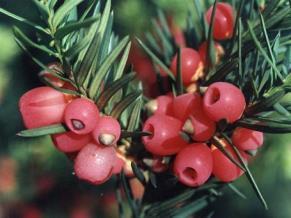 Taxus baccata H ταξόλη (διτερπένιο) απομονώθηκε για πρώτη φορά το 1964 από το φυτό Taxus brevifolia Taxaceae από τους Wani και Wall (Kingston et al.