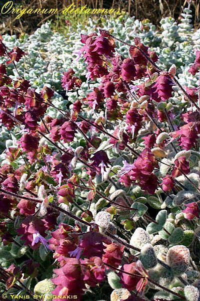 Δίκταμος Κρήτης (Origanum dictamnus) Lamiaceae Λιθογραφία που