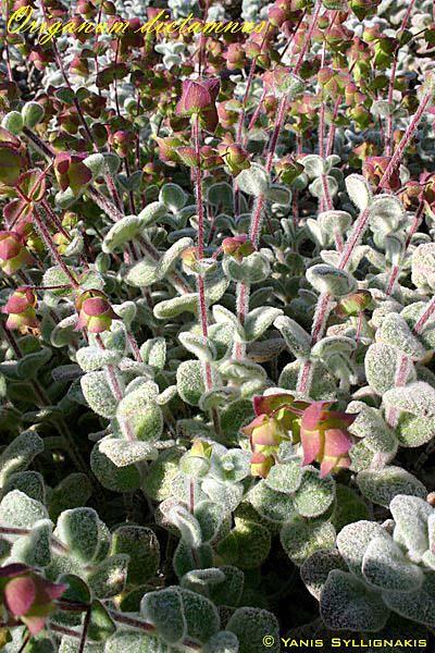 Δίκταμος Κρήτης (Origanum dictamnus) Lamiaceae Δρα αντισηπτικά - σπασμολυτικά -τονωτικά.