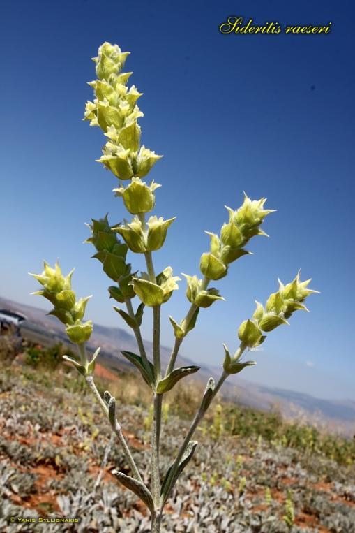 Τσάι του Βουνού (Sideritis spp.) - Lamiaceae αντιοξειδωτικές ιδιότητες (αφεψήματα, εκχυλίσματα) αντιφλεγμονώδεις ιδιότητες (εκχυλίσματα) αναλγητική δράση κατασταλτική δράση στο Κ.Ν.