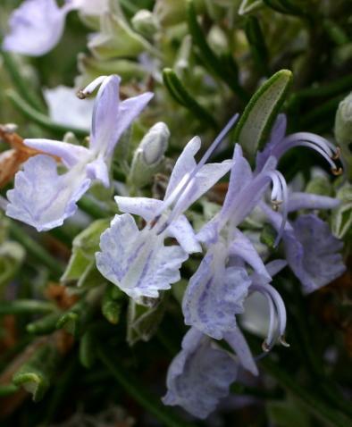 Λιβανώτις (Rosmarinus officinalis) Lamiaceae δενδρολίβανο, ροζμαρίνι, αρισμαρί, δυοσμαρίνι, δροσιά της θάλασσας Χρησιμοποιείται ως άρτυμα στη μαγειρική. Άνθη: πηγή για την παραγωγή μελιού.