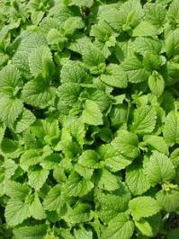 Μέλισσα (Melissa officinalis) - Lamiaceae μελισσοβότανο, μελισσάκι, μέλισσα, κιτροβάλσαμο Αιθέριο έλαιο (κιτράλη, κιτρονελλάλη, λιναλοόλη, γερανιόλη). Στην αρωματοποιία και στην παρασκευή ηδύποτων.