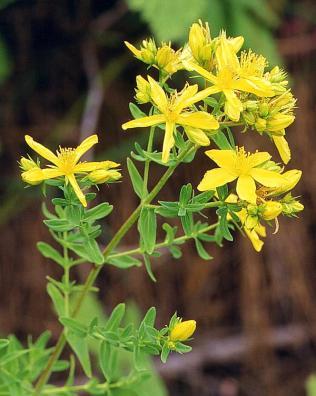 Υπερικό (Hypericum perforatum) Hypericaceae σπαθόχοροτο, βαλσαμόχορτο, λειχηνόχορτο, περίκη, χελωνόχορτο, κοψοβότανο, ψειροβότανο, κουκτσούδι Φυτικό φάρμακο καθιερωμένης χρήσης για α) τη θεραπεία