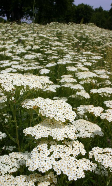 Αχιλλέα η χιλιόφυλλος (Achillea millefolium (DC). W. Koch.) - Compositae, Αγριαψιθιά, ή χιλιόφυλλο Είναι γνωστό από την Αρχαιότητα ως φυτό αρωματικό και φαρμακευτικό.