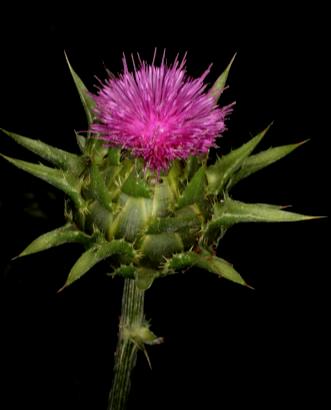 Silybum marianum (L.) Gaertner (Asteraceae = Compositae) Γαϊδουράγκαθο, Kουφάγκαθο, Aγκάβατος Αντιοξειδωτικές ιδιότητες.