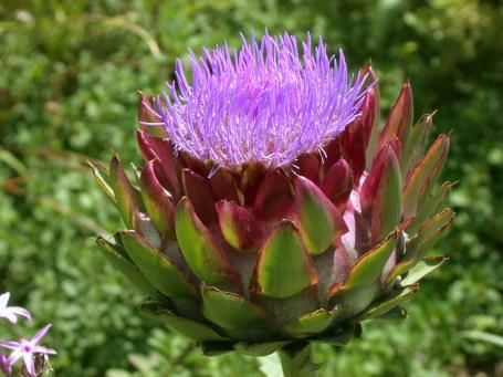 Cynara scolymus (Asteraceae = Compositae) Τα φύλλα της αγκινάρας αποτελούν Παραδοσιακό φαρμακευτικό προϊόν φυτικής προέλευσης για Την συμπτωματική