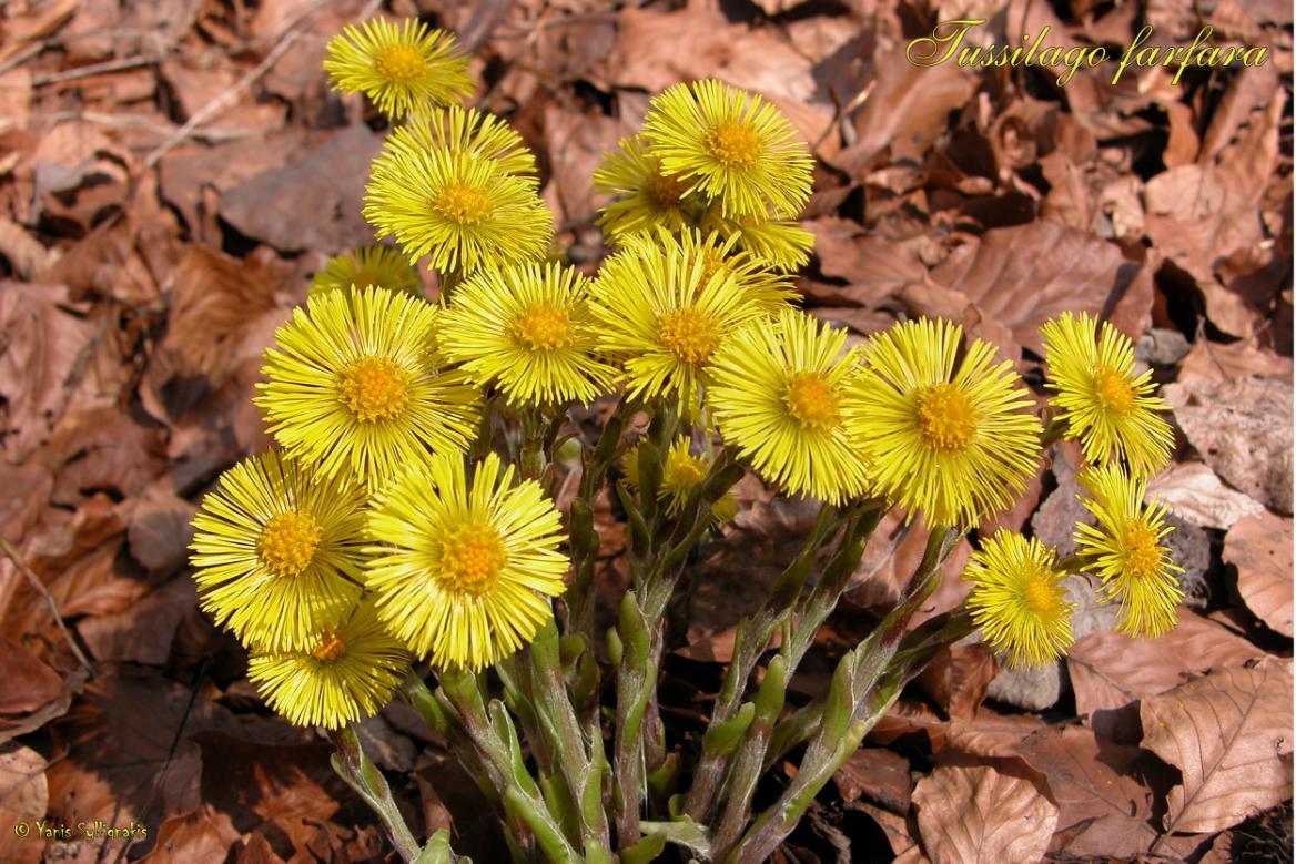 Tussilago farfara L.