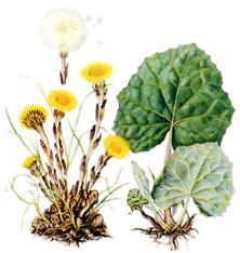 Tussilago farfara L. (Asteraceae = Compositae) Βήχιο, χαμόλευκα Τη δρόγη αποτελούν τα φύλλα και οι ταξιανθίες.