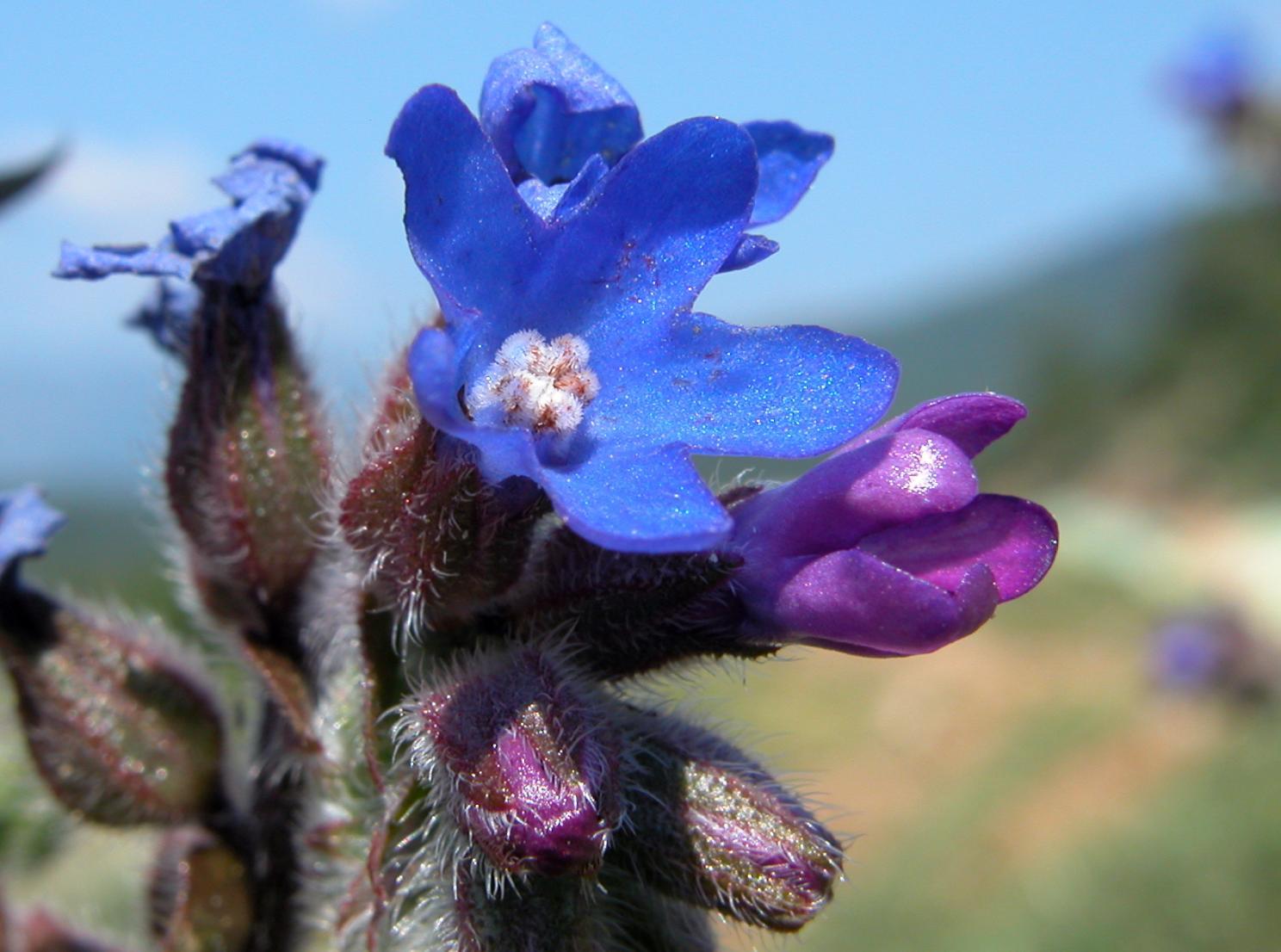 Alkanna tinctoria