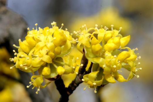 Κρανιά (Cornus mas) Cornaceae Ταννίνες Φλαβονοειδή Κατά της διάρροιας και των εντερικών παθήσεων.