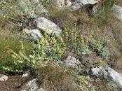 Sideritis raeseri subsp.