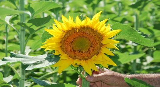 Sunflower (Helianthus annuus) Ετήσιο ανοιξιάτικο φυτό που μπορεί να χρησιμοποιηθεί και για παραγωγή λαδιού για ανθρώπινη