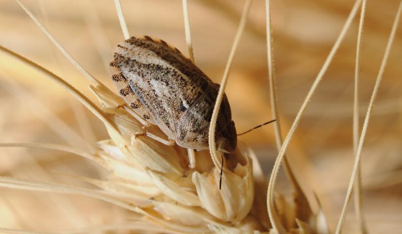 Στάρι Durum (Triticum Durum) O Αλβεογράφος αξιολογεί την συνεκτικότητα του σιμιγδαλιού που προορίζεται για την παραγωγή ζυμαρικών και καθορίζει τις αρτοποιητικές ιδιότητες του αλεύρου από στάρι Durum