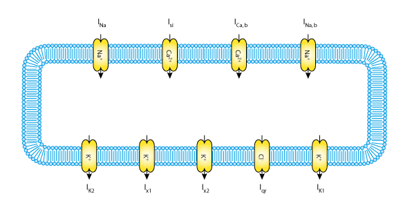 21 Σχήμα 3.2: Αναπαράσταση της μεμβράνης στο μοντέλο των McAllister et. al.