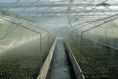 φυτικού υλικού Φυτωριακός Οίκος Μαζικός πολλαπλασιασμός επιλεγμένου φυτικού υλικού (μοσχεύματα + in vitro) Βαλκανικός Βοτανικός Κήπος