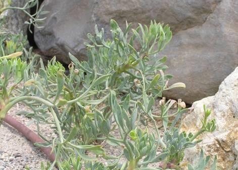 Κρίταμο (Crithmum maritimum) - Apiaceae Καλλιέργεια Αποστάσεις φύτευσης: 30 εκ. μεταξύ των γραμμών, 60-70 εκ. επί της γραμμής, 3000-4000 φυτά /στρ.