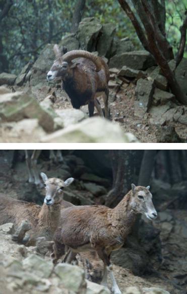 Αγρινό Επιστημονική ονομασία: Ovis orientalis ophion Κλάση: θηλαστικό, είδος: αγριοπροβάτο - Το μεγαλύτερο άγριο θηλαστικό της Κύπρου - Ενδημικό υποείδος (υπάρχουν διαφορετικά είδη αγρινού σε άλλες