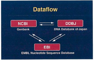 Εικόνα 2: http://www.ncbi.nlm.nih.gov/genbank/genbankstats.html Εικόνα 3: Επικοινωνία μεταξύ των τριών βάσεων δεδομένων και κοινός μηχανισμός αμοιβαίας ενημέρωσης. http://www.ebi.ac.