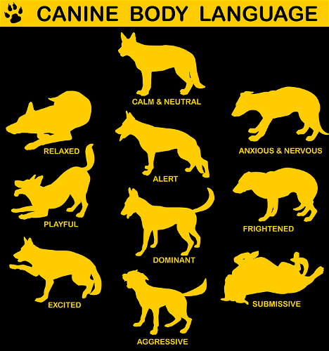 This is the kind of situation that sets kids up for being victims of dog bites, and young children are the population most at risk for dog bites and most at risk for severe injury, maiming, or death