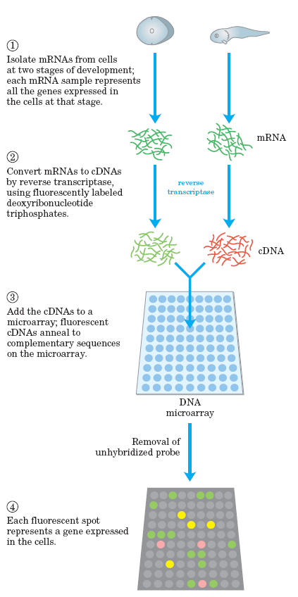 Απομόνωση mrna από κύτταρα οργανισμού με διαφορετικό βαθμό ανάπτυξης Μετατροπή του RNA σε cdna με ανάστροφη τρανσκριπτάση + φθορίζοντα τριφωσφορικά δεοξυριβονουκλοετίδια Μεταφορά