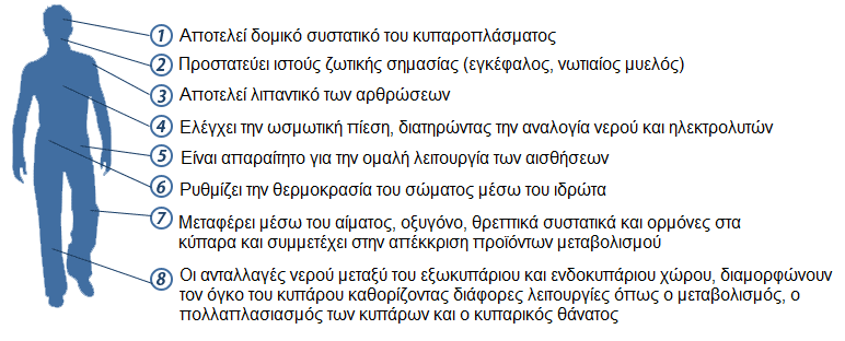 Είναι απαραίτητο για την ομαλή λειτουργία των αισθήσεων (ακοή, όραση, γεύση, όσφρηση).