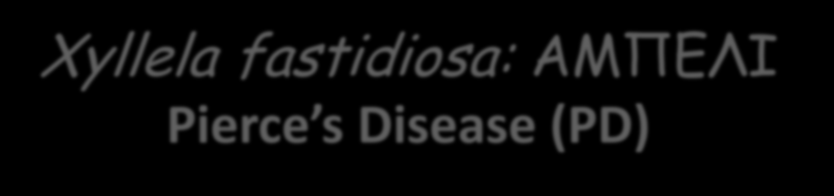 Xyllela fastidiosa: ΑΜΠΕΛΙ Pierce s Disease (PD)