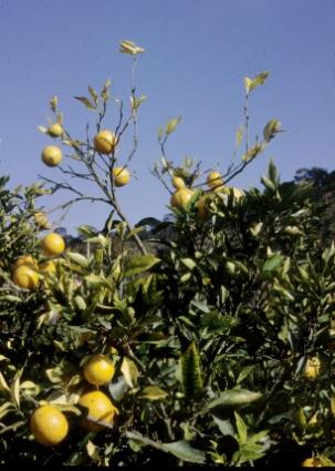 Εσπεριδοειδή Ποικιλοχρωματική χλώρωση - Citrus variegated chlorosis (CVC) Τα συμπτώματα είναι περισσότερο εμφανή σε δένδρα ηλικίας 3-6 ετών.