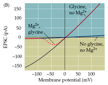 Γλουταμινικό οξύ (Glutamate) Βιολογικές Βάσεις της Σχιζοφρένειας Υπόθεση του Γλουταμικού Οξέως (The Glutamate Hypothesis) Γλουταμικό Οξύ (Glutamate) Γρήγορα διεγερτικός (Fast excitatory)