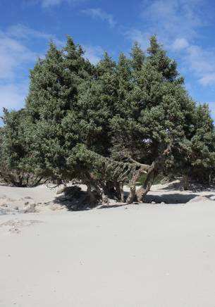 regeneration of the Juniperus spp.