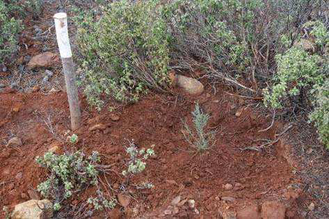 emerging seedlings, collection of seeds, and on the planting and protection of target keystone habitat species were conducted.