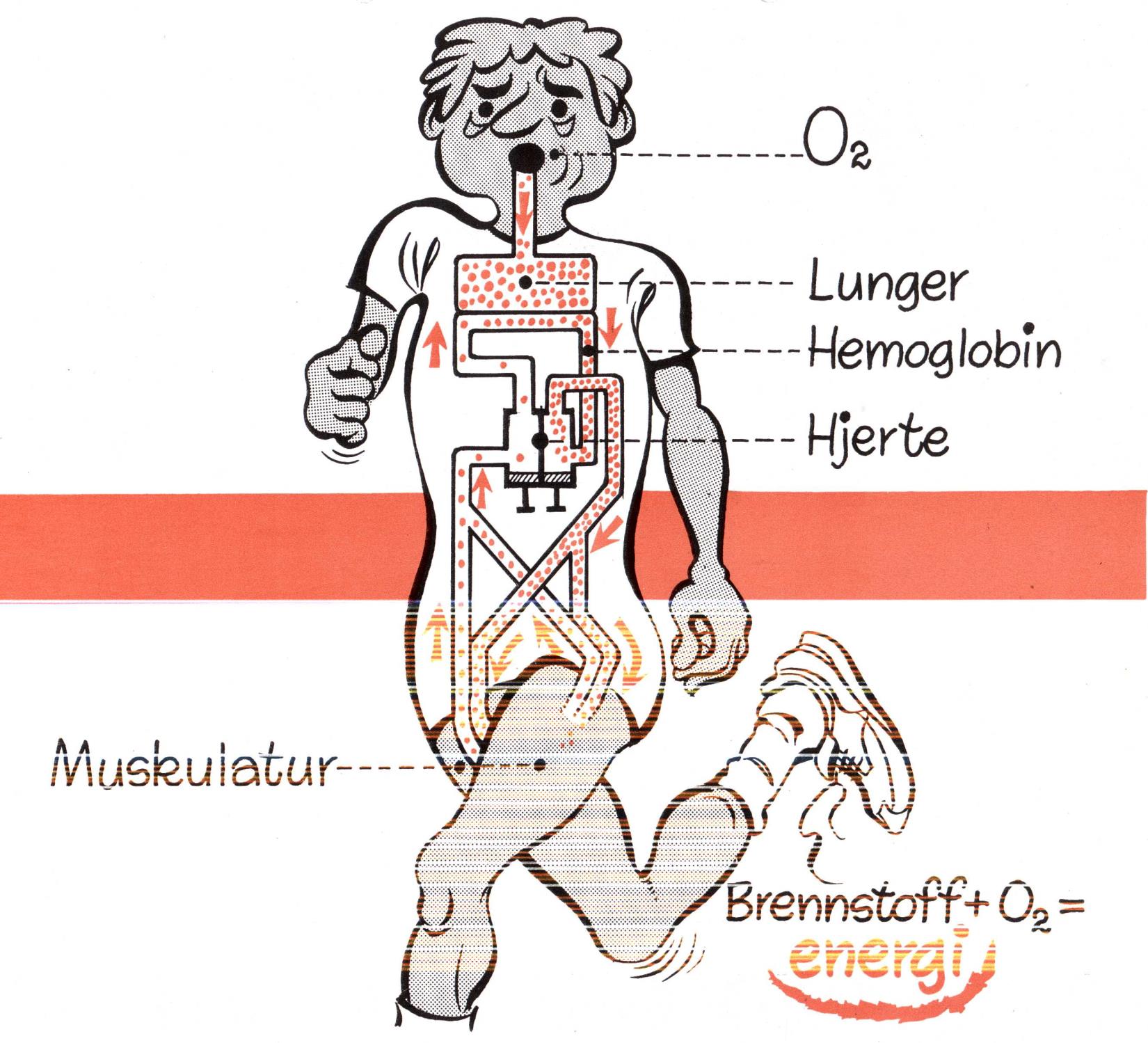 Lung Blood Heart