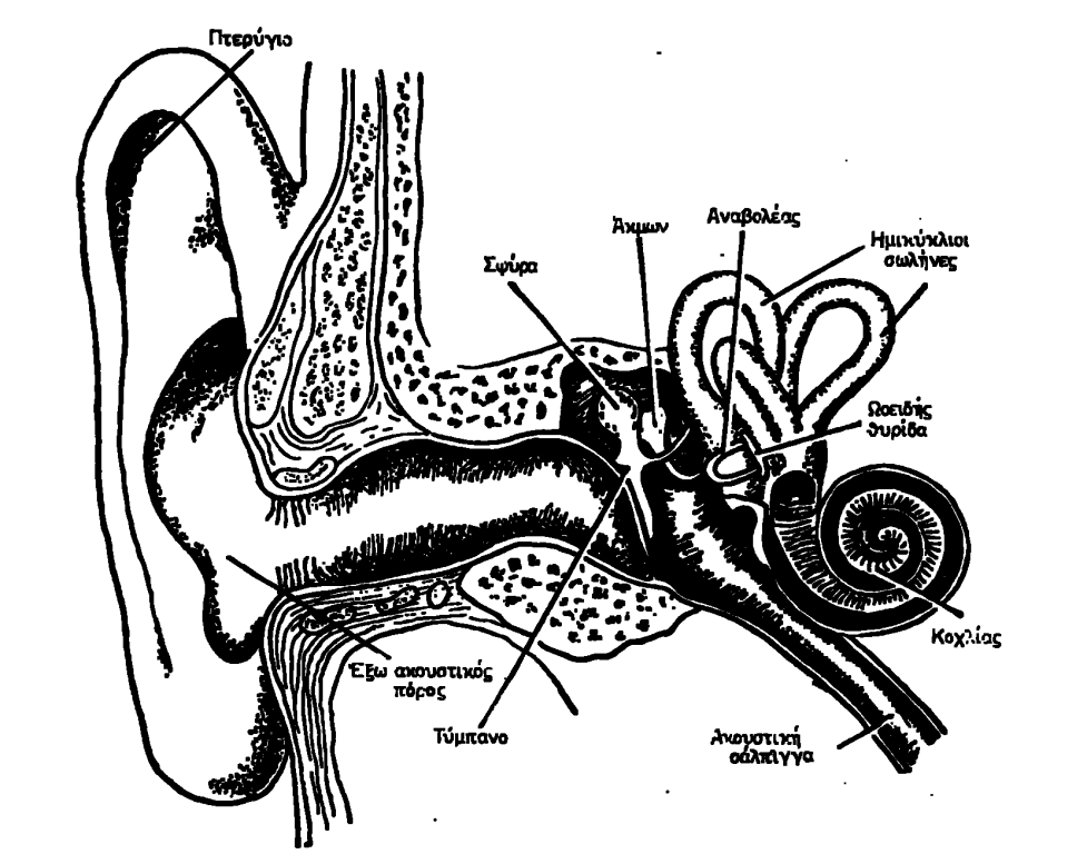 Το Αυτί έχει τρείς βασικές περιοχές, το Έξω Αυτί, το Μέσο Αυτί και το Έσω Αυτί. Κάθε περιοχή έχει τα δικά της όργανα και δομές που εξυπηρετούν το καθένα κάποιο σκοπό στην διαδικασία της ακοής.